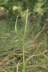 Ustilago filiformis
