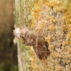Pachydiplax longipennis