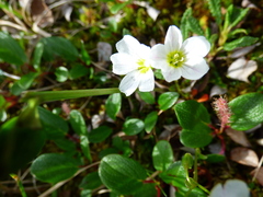Montia bostockii