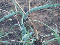 Hemiphylacus latifolius