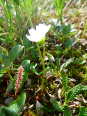 Montia bostockii