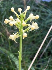 Platanthera pallida