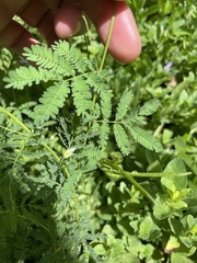 Desmanthus leptolobus