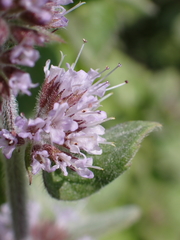 Mentha aquatica