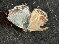 Polyommatus hispana