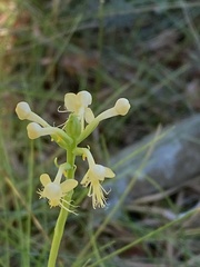 Platanthera pallida