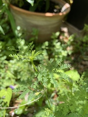 Desmanthus leptolobus