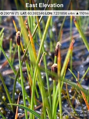 Eleocharis quinqueflora