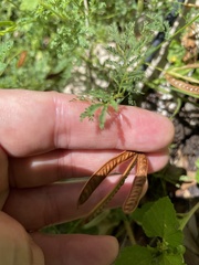 Desmanthus leptolobus