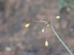 Bessera elegans