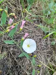 Convolvulus arvensis