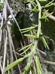 Buxaceae