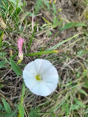 Convolvulus arvensis