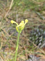 Platanthera pallida