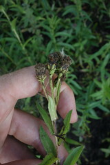 Pentanema salicinum