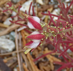 Cordylanthus nevinii