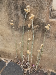 Helichrysum luteoalbum