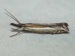 Raphiptera argillaceellus