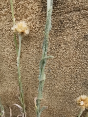 Helichrysum luteoalbum