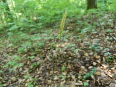 Hordelymus europaeus