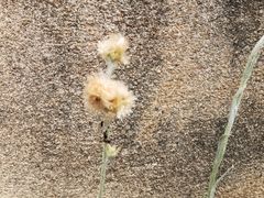 Helichrysum luteoalbum