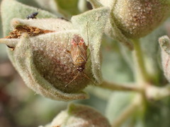 Pachyxyphus lineellus