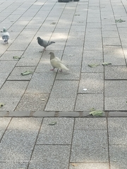 Columba livia domestica