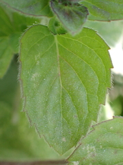 Mentha aquatica