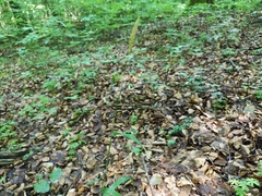 Hordelymus europaeus