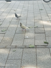 Columba livia domestica