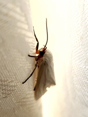 Pygarctia roseicapitis