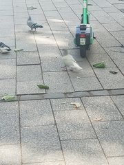 Columba livia domestica