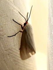 Pygarctia roseicapitis