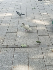 Columba livia domestica