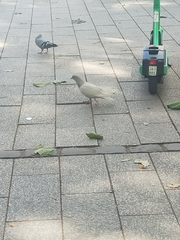 Columba livia domestica