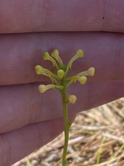 Platanthera pallida