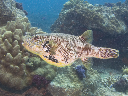 Map Puffer