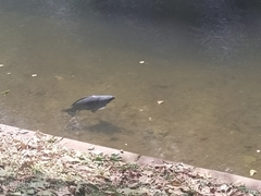 Cyprinus carpio