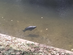Cyprinus carpio