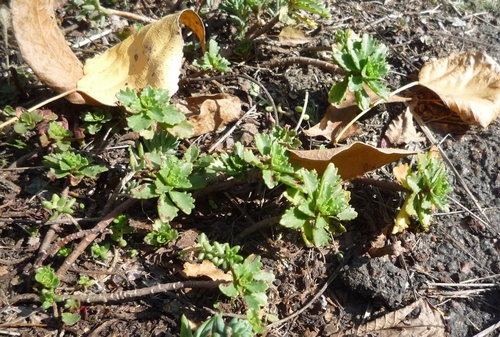 Phedimus hybridus