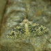 Twenty-plume Moth - Photo (c) Michał Brzeziński, some rights reserved (CC BY-NC), uploaded by Michał Brzeziński