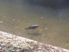 Cyprinus carpio