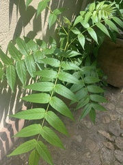 Ailanthus altissima
