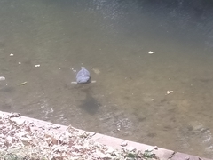 Cyprinus carpio