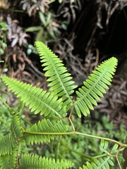 Gleichenella