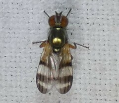 Chaetopsis fulvifrons