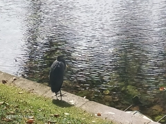 Ardea cinerea
