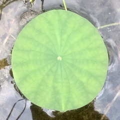 Nelumbo lutea