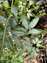 Gleichenella