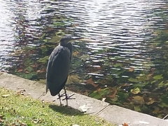 Ardea cinerea